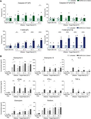 Rapid Manufacturing of Highly Cytotoxic Clinical-Grade SARS-CoV-2-specific T Cell Products Covering SARS-CoV-2 and Its Variants for Adoptive T Cell Therapy